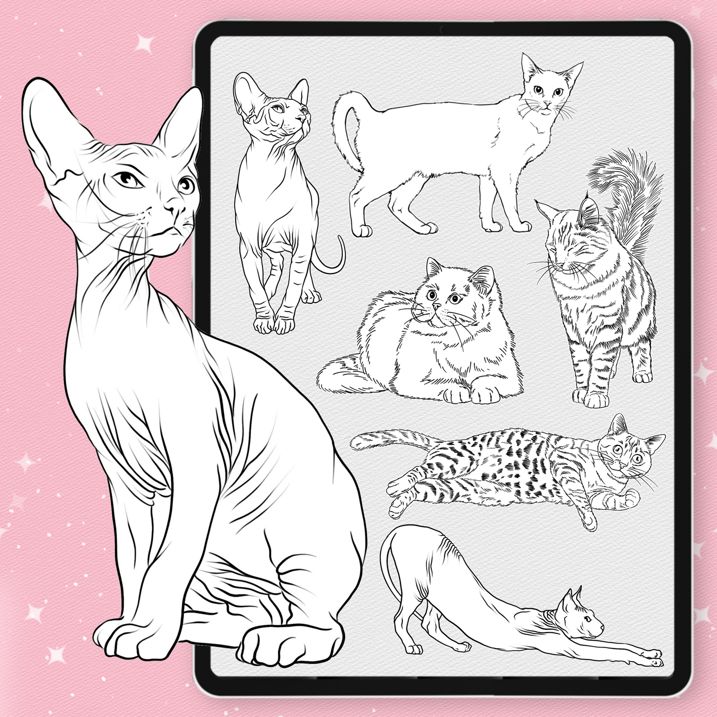 Cat Brushes for Procreate – Fluffy, Sphynx, and Cute Animal Stamps for Photoshop & Clip Studio