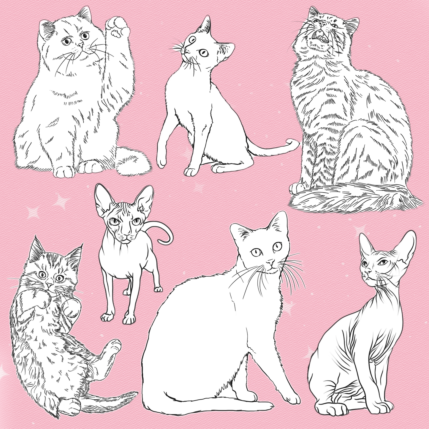 Cat Brushes for Procreate – Fluffy, Sphynx, and Cute Animal Stamps for Photoshop & Clip Studio