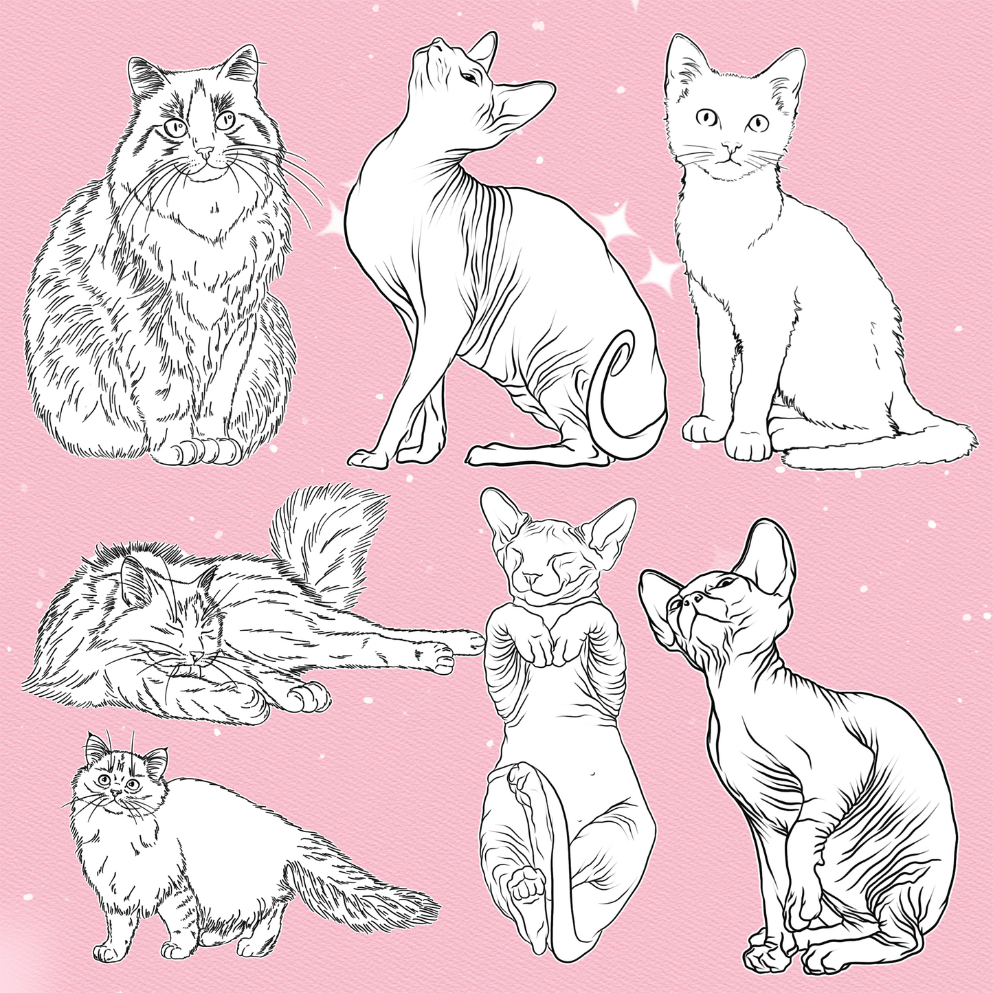 Cat Brushes for Procreate – Fluffy, Sphynx, and Cute Animal Stamps for Photoshop & Clip Studio