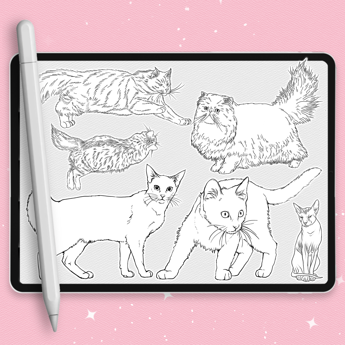 Cat Brushes for Procreate – Fluffy, Sphynx, and Cute Animal Stamps for Photoshop & Clip Studio