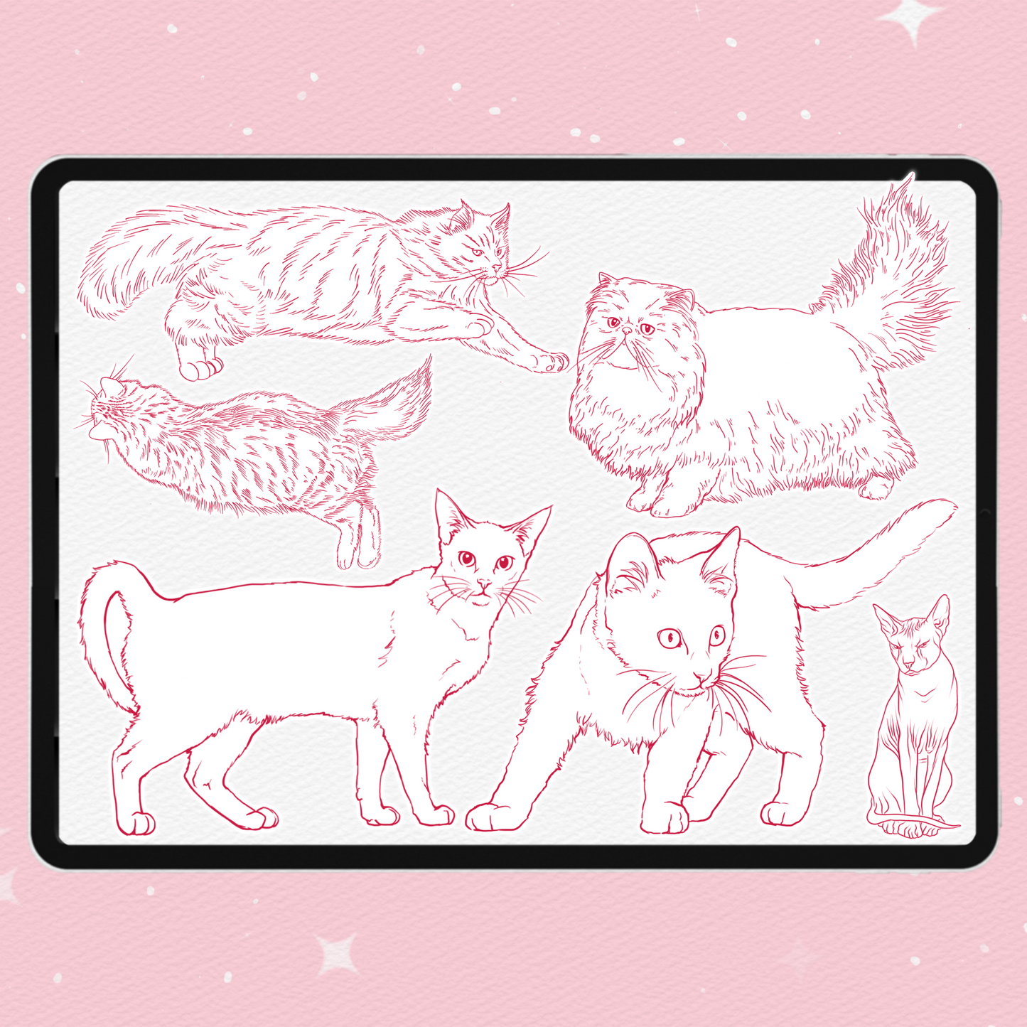 Procreate용 고양이 브러시 - Photoshop 및 Clip Studio용 푹신하고 스핑크스 같은 귀여운 동물 스탬프