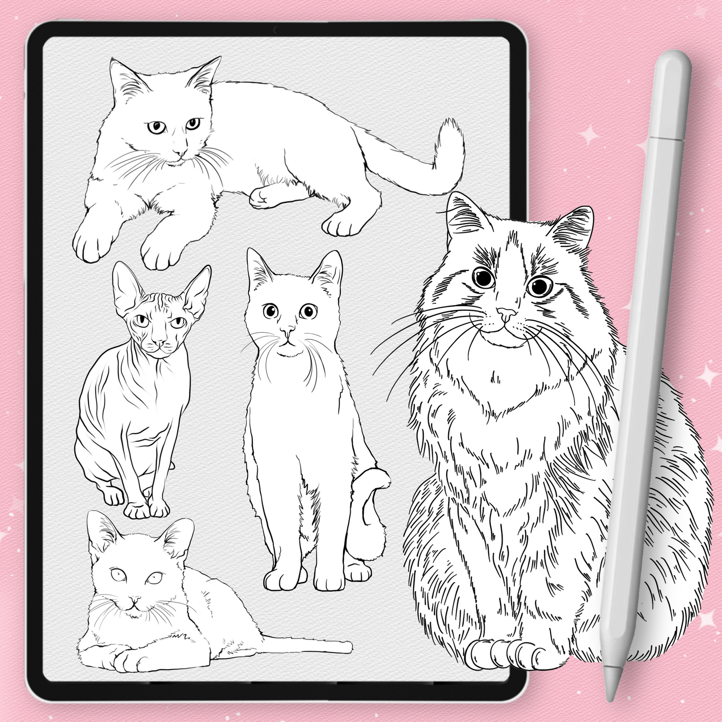 Cat Brushes for Procreate – Fluffy, Sphynx, and Cute Animal Stamps for Photoshop & Clip Studio