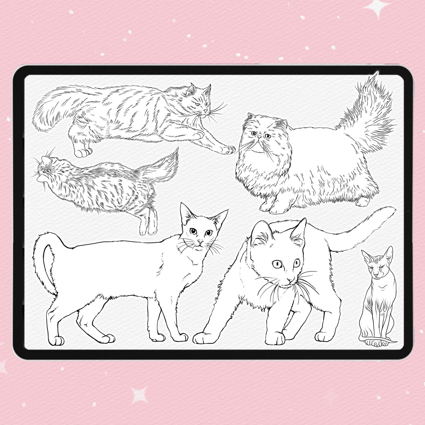 Cat Brushes for Procreate – Fluffy, Sphynx, and Cute Animal Stamps for Photoshop & Clip Studio